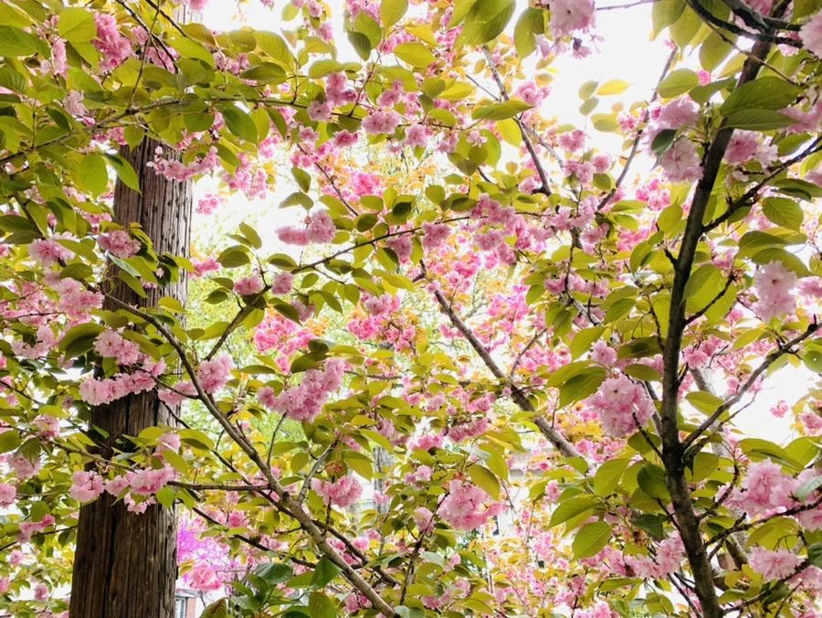 IMG_6101.jpg?type=w966