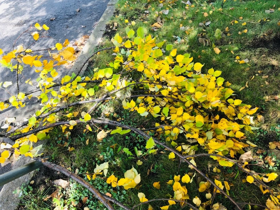 IMG_6809.jpg?type=w966