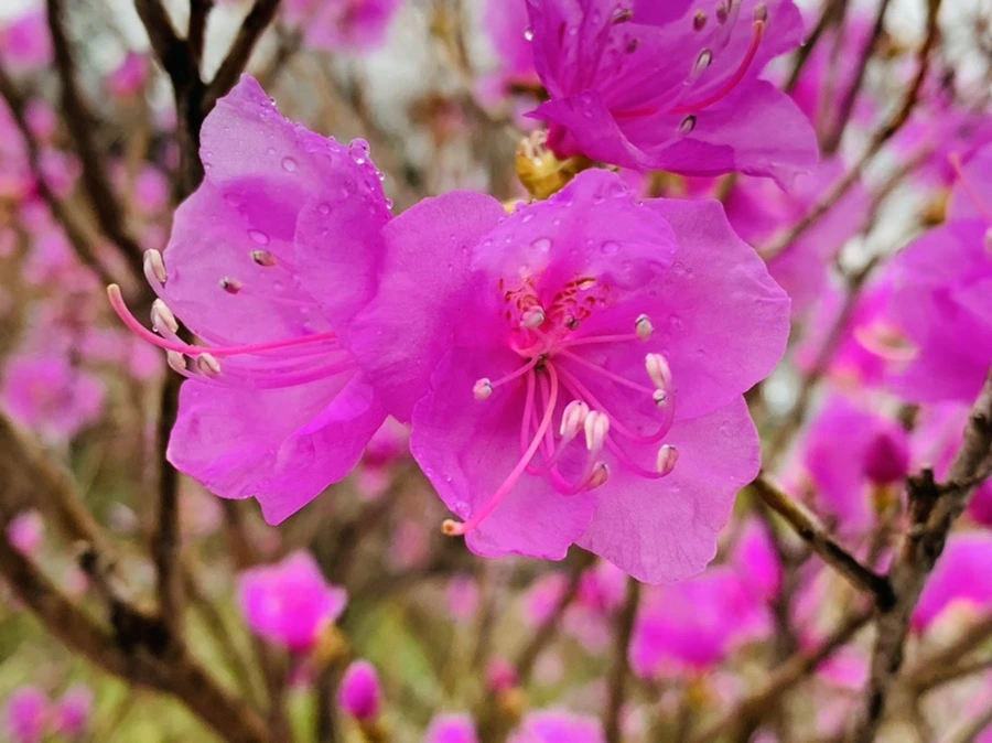 IMG_4853.jpg?type=w966