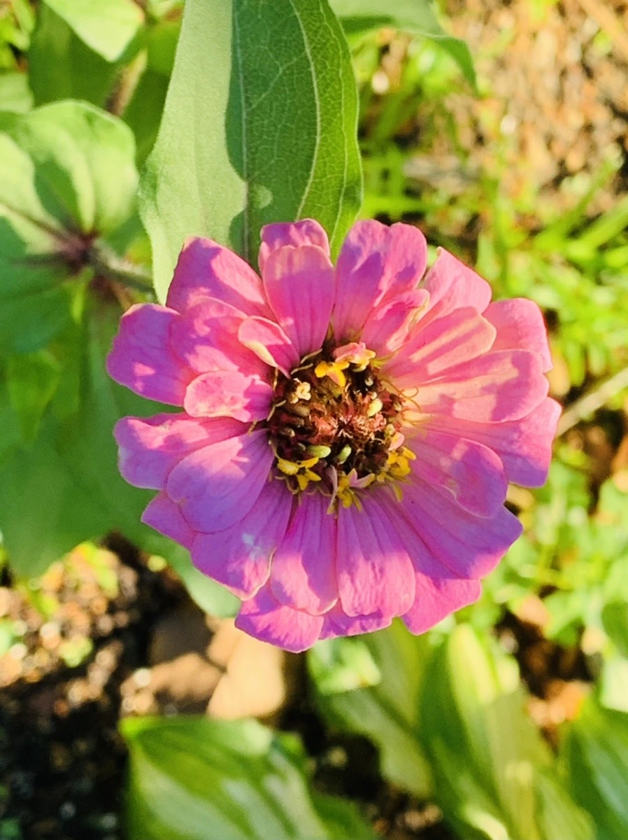 vTjDB2DytZ70fNre4MUBtHZDuno