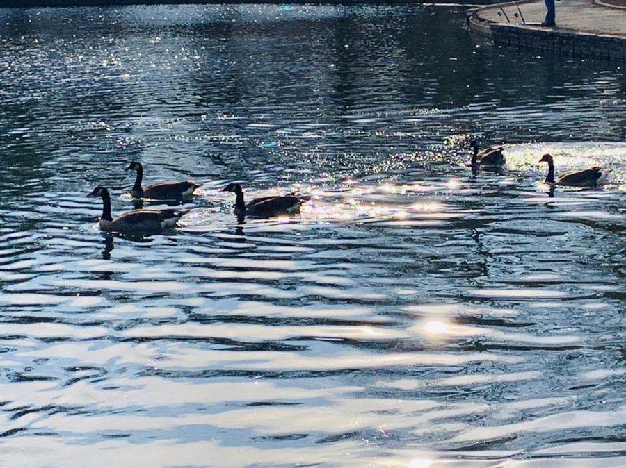 IMG_0373.jpg?type=w966