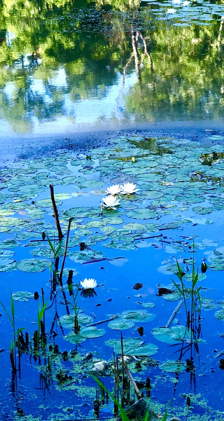 IMG_2280.jpg?type=w966