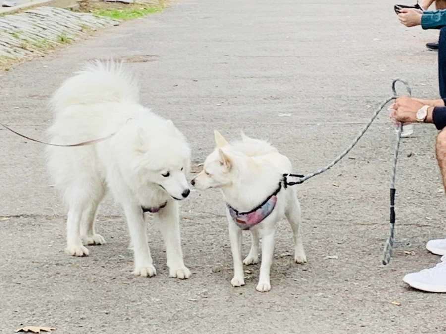 IMG_3313.jpg?type=w966