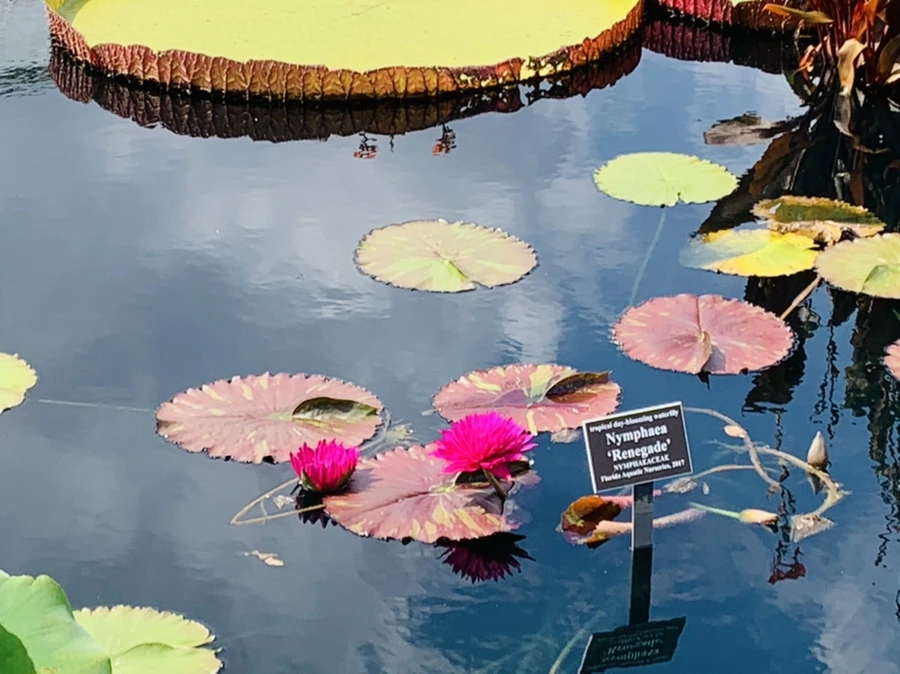 IMG_9007.jpg?type=w966