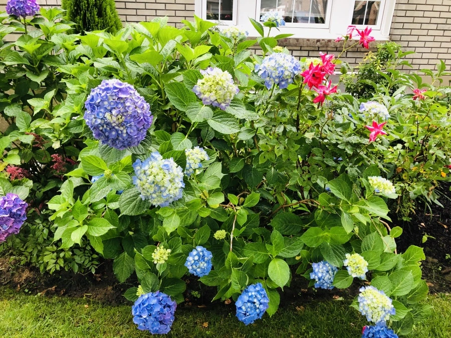 IMG_0432.jpg?type=w966