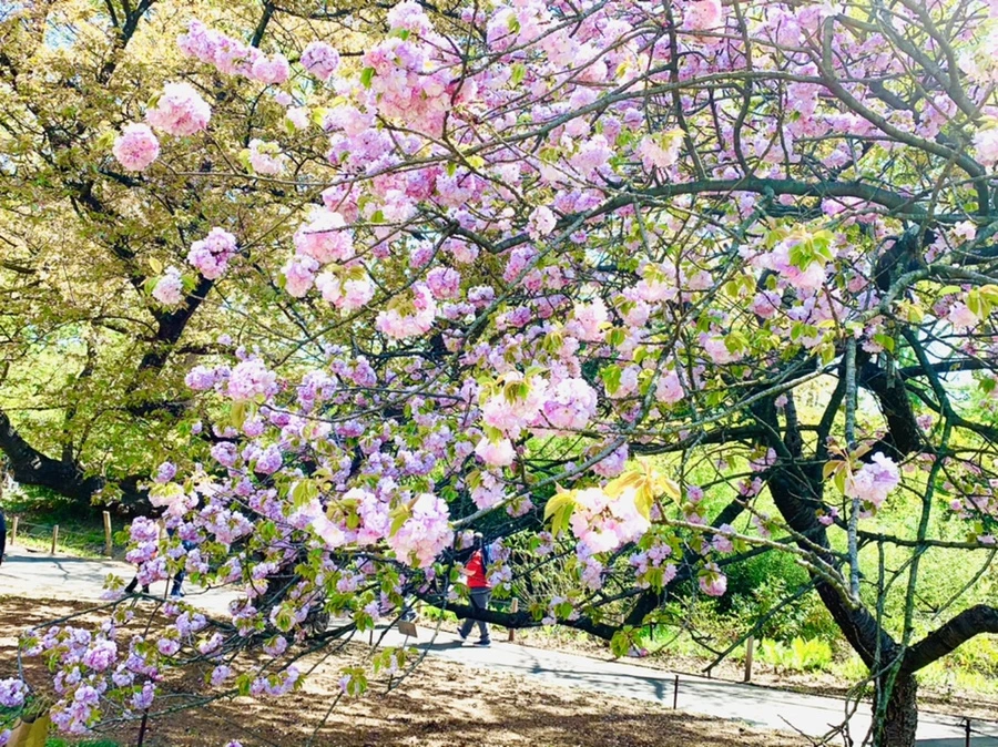 IMG_4638.jpg?type=w966