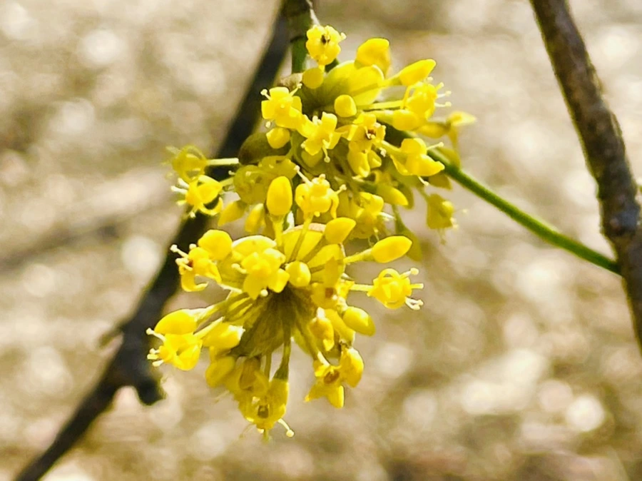 IMG_5560.jpg?type=w966