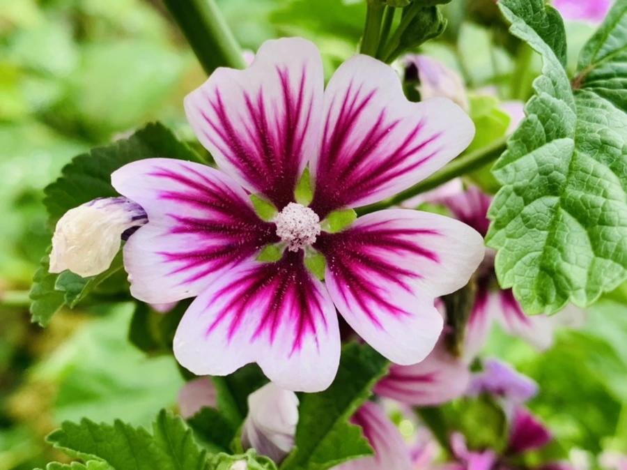 IMG_9026.jpg?type=w966