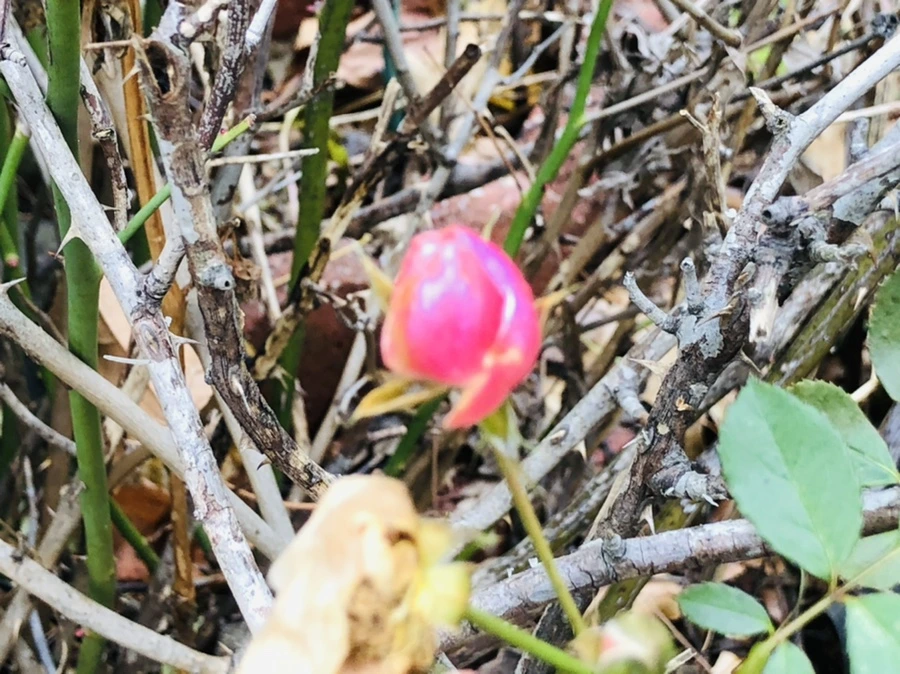 IMG_8773.jpg?type=w966