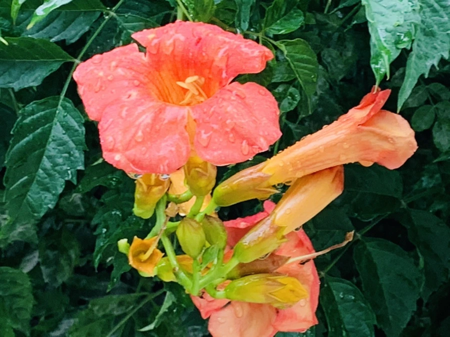 IMG_0009.jpg?type=w966