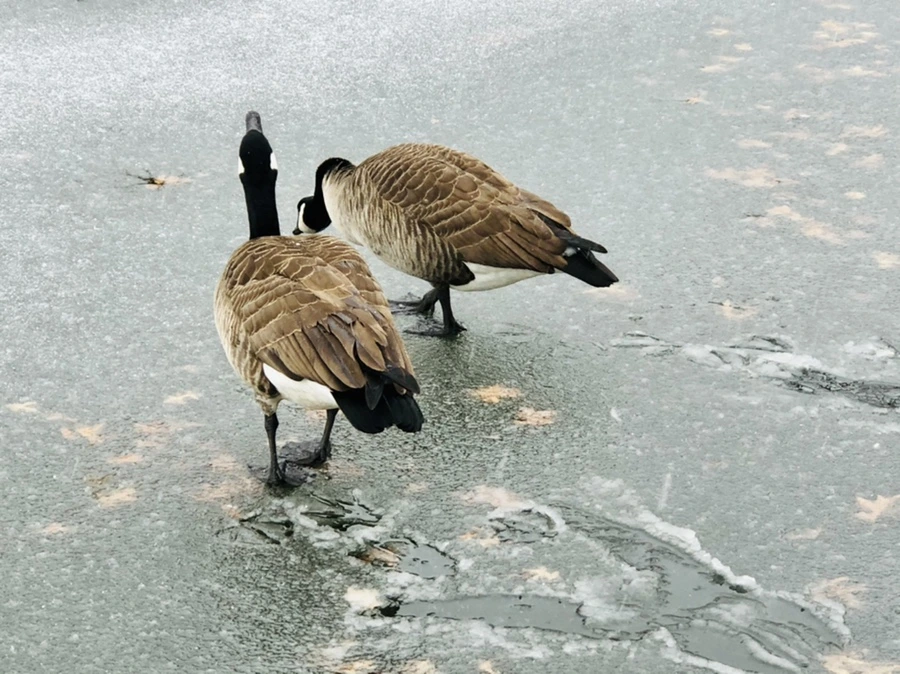 IMG_5998.jpg?type=w966