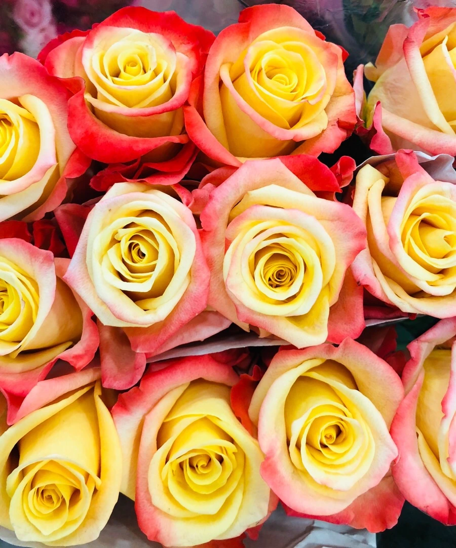 IMG_6660.jpg?type=w966