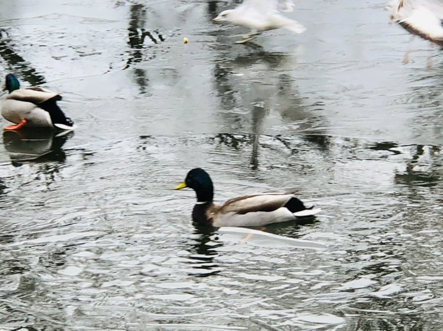 IMG_9016.jpg?type=w966