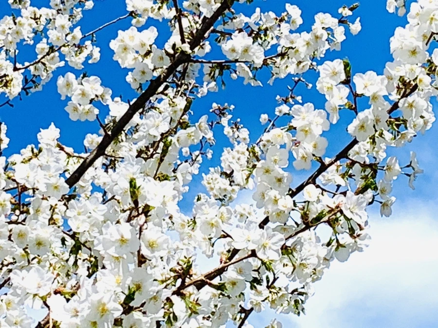 IMG_8373.jpg?type=w966