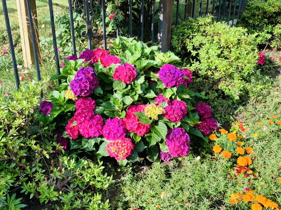 IMG_0345.jpg?type=w966