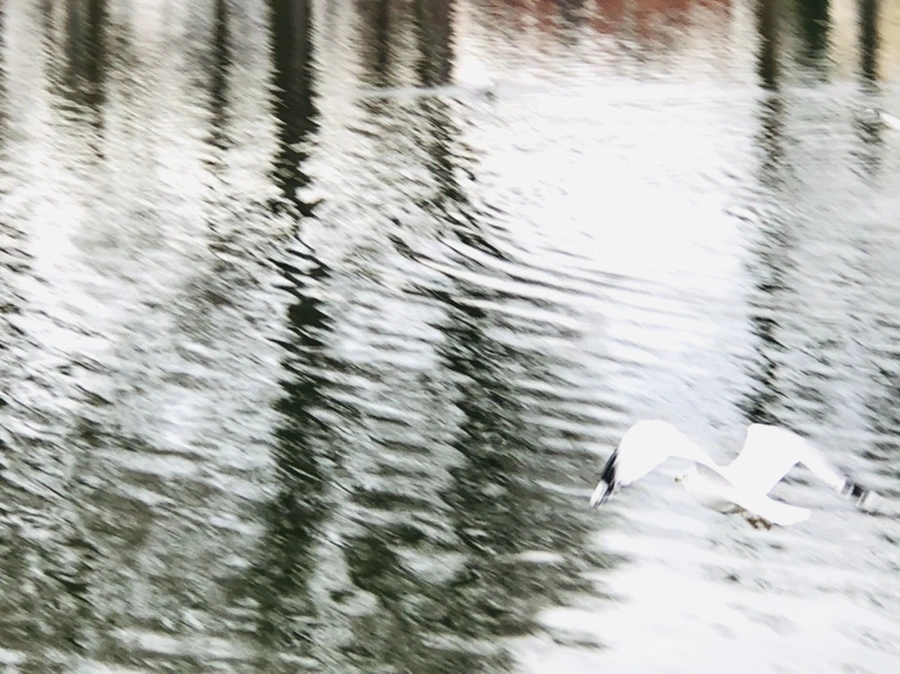 IMG_0994.jpg?type=w966