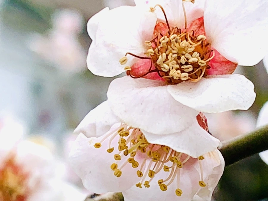 IMG_3652.jpg?type=w966