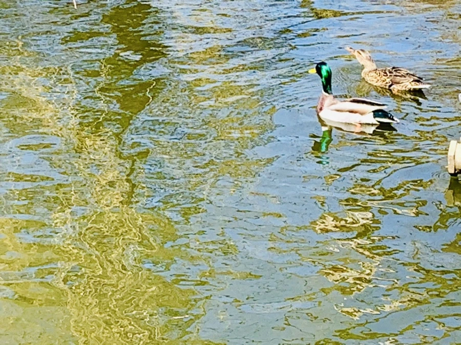 IMG_3098.jpg?type=w966