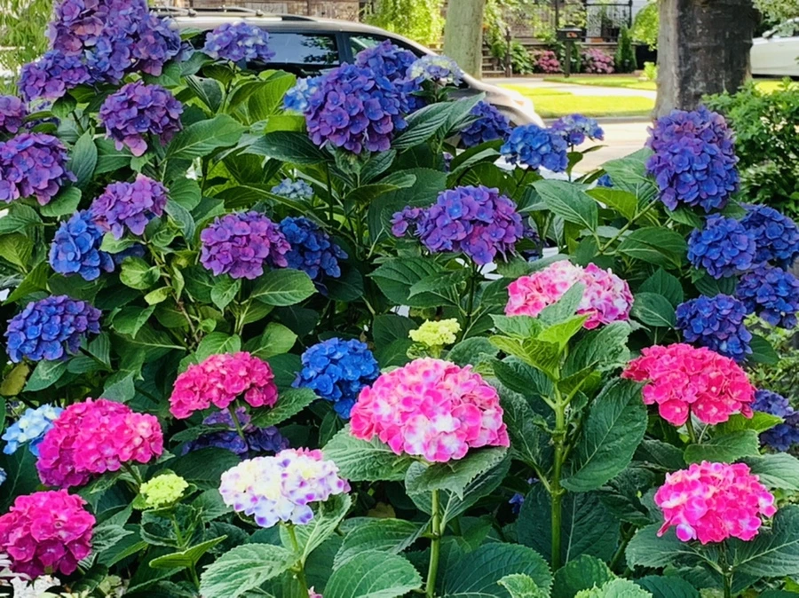 IMG_0340.jpg?type=w966