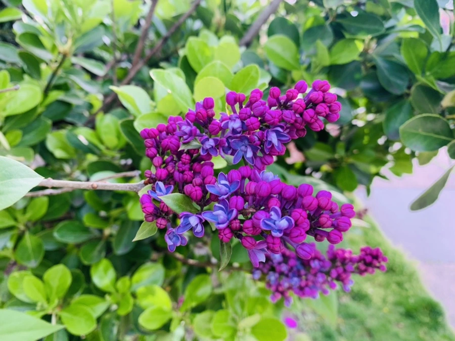 IMG_2862.jpg?type=w966