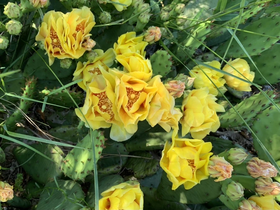 IMG_4701.jpg?type=w966