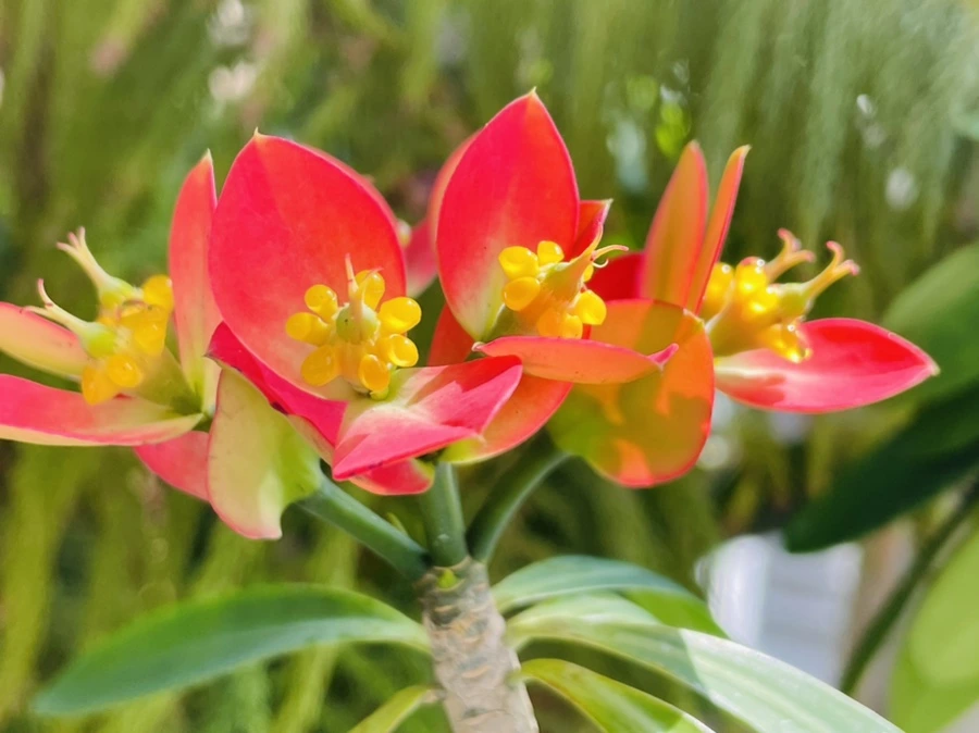 IMG_5191.jpg?type=w966