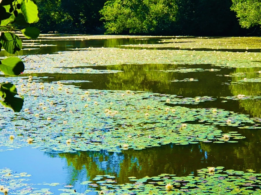 IMG_2323.jpg?type=w966