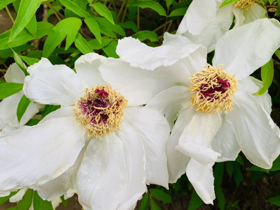 IMG_8946.jpg?type=w966