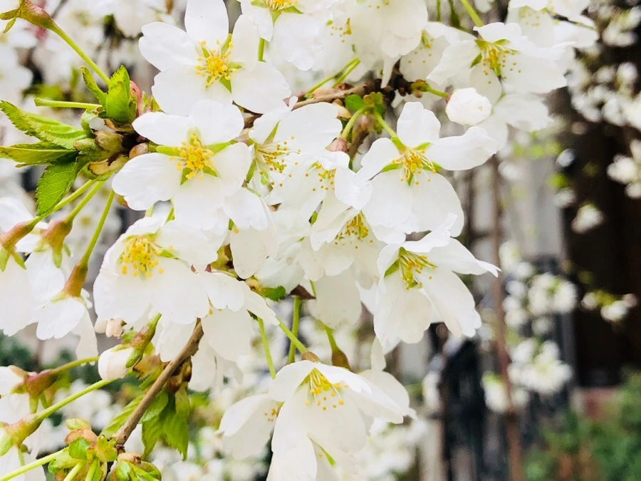 IMG_4300.jpg?type=w966