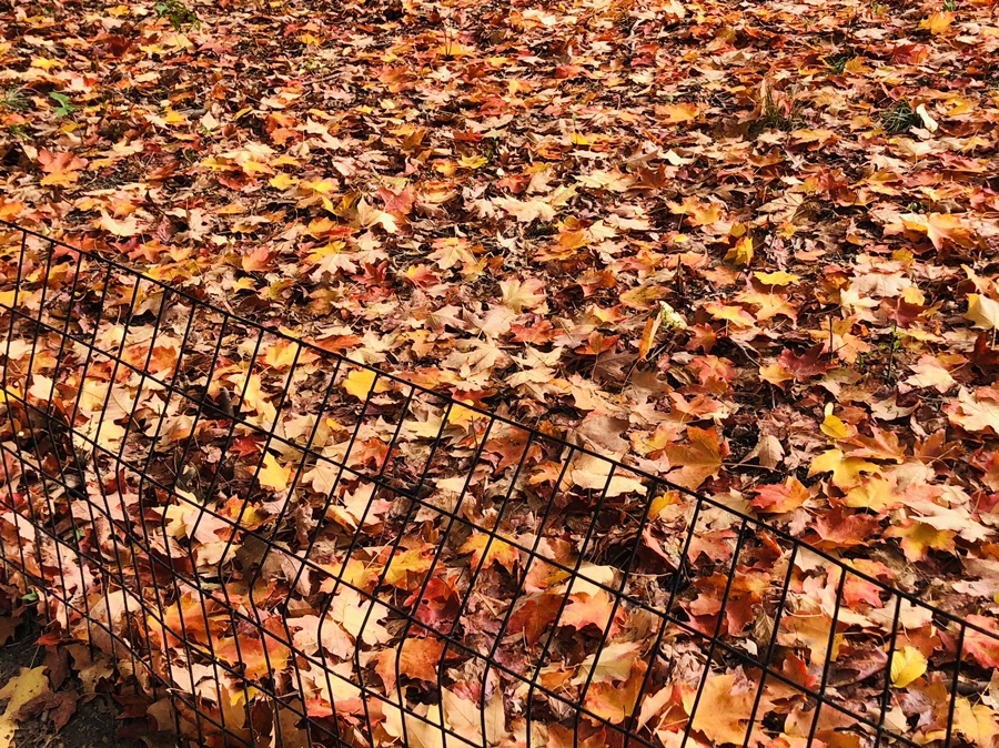 IMG_3059.jpg?type=w966