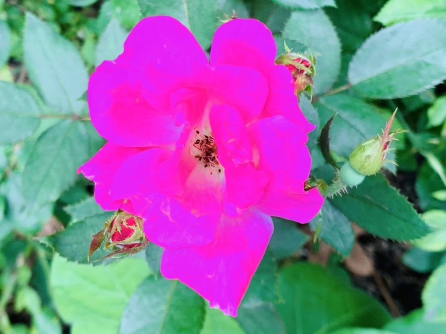 IMG_4995.jpg?type=w966