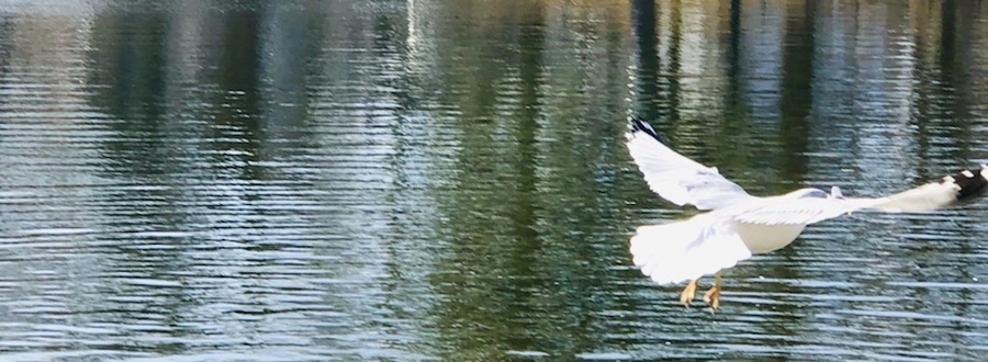 IMG_5336.jpg?type=w966