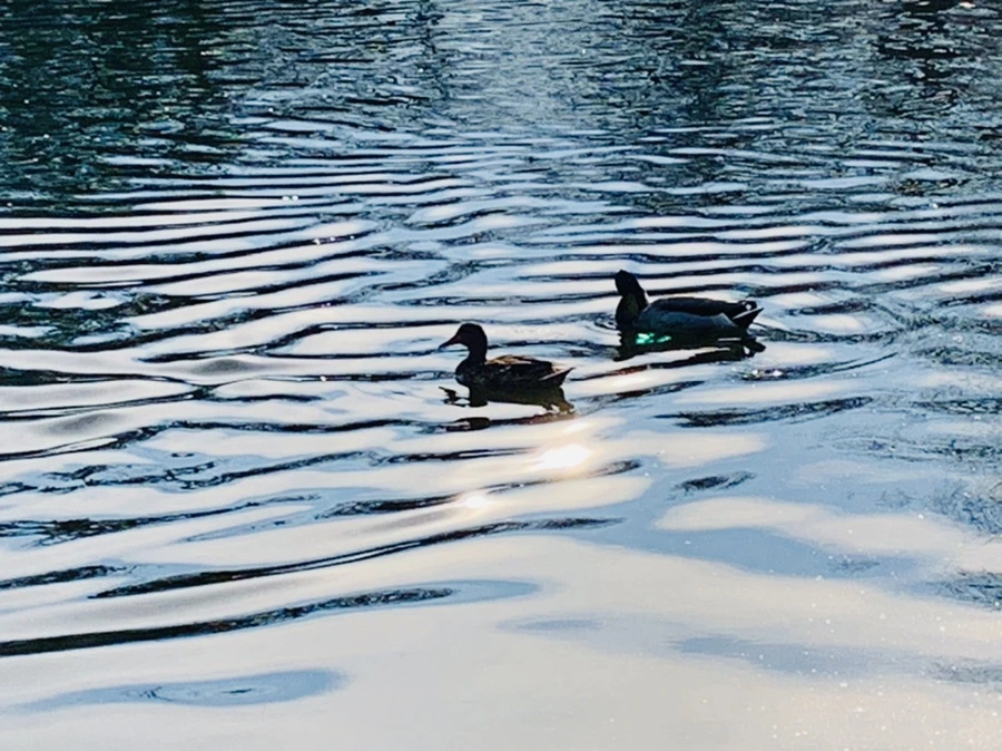 IMG_0348.jpg?type=w966