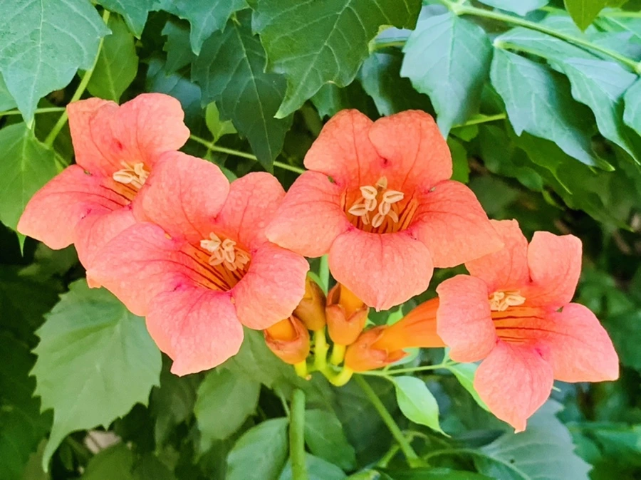 IMG_8715.jpg?type=w966