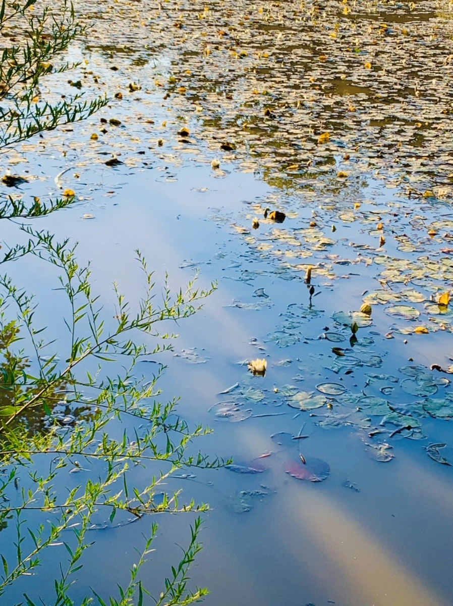 IMG_7202.jpg?type=w966