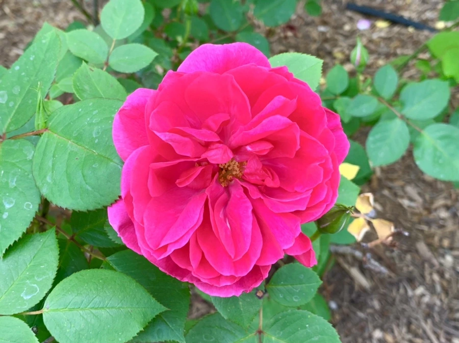 IMG_4206.jpg?type=w966