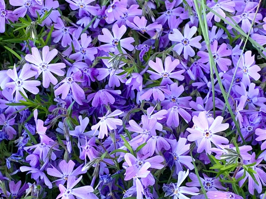 IMG_8238.jpg?type=w966