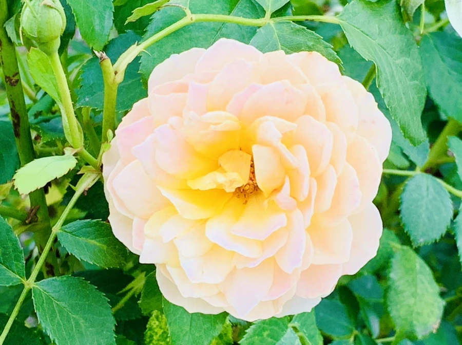 IMG_2694.jpg?type=w966