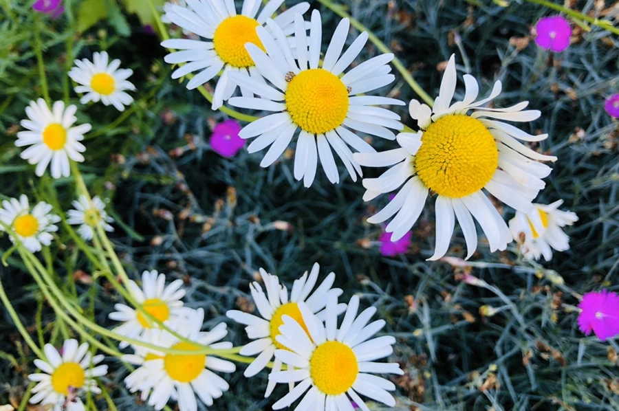 IMG_8503.jpg?type=w966