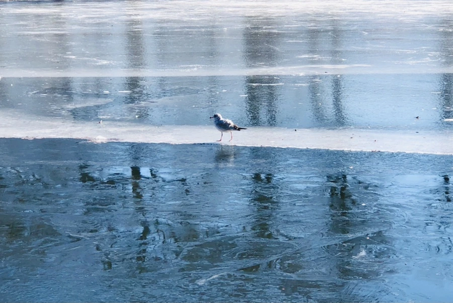 IMG_7803.jpg?type=w966