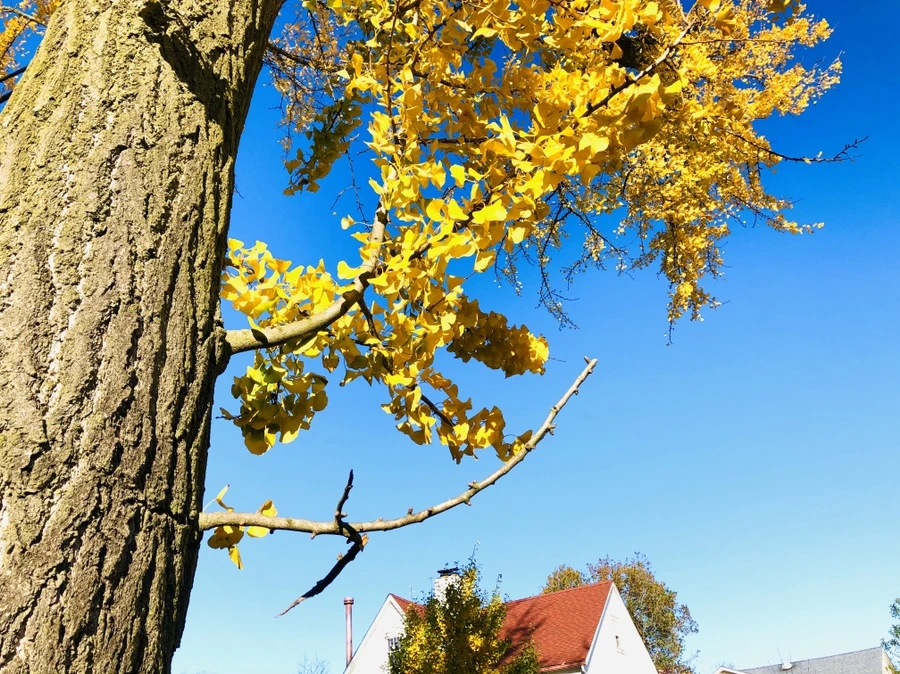 IMG_4653.jpg?type=w966