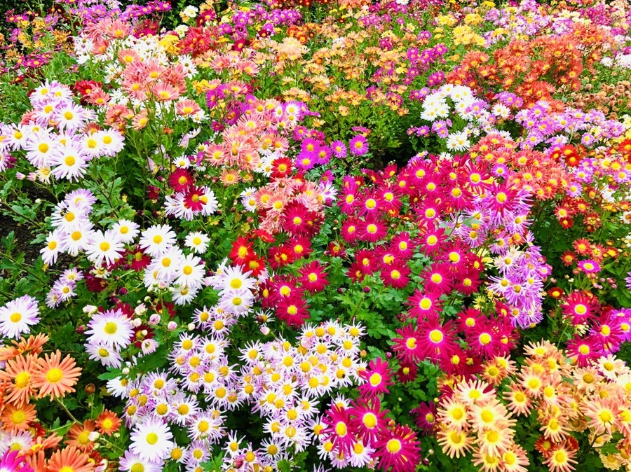 IMG_2733.jpg?type=w966