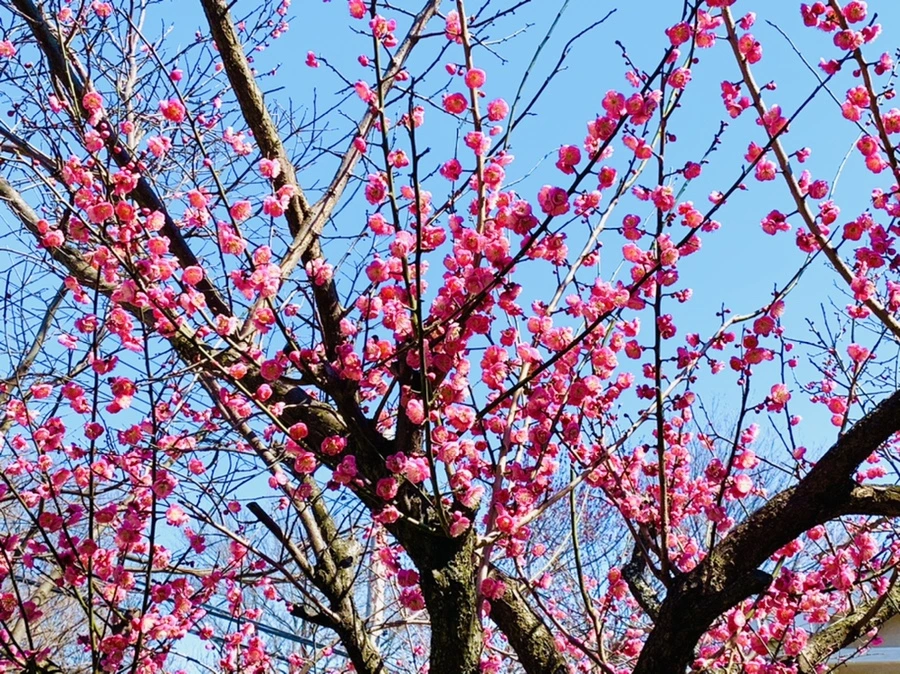 IMG_2990.jpg?type=w966