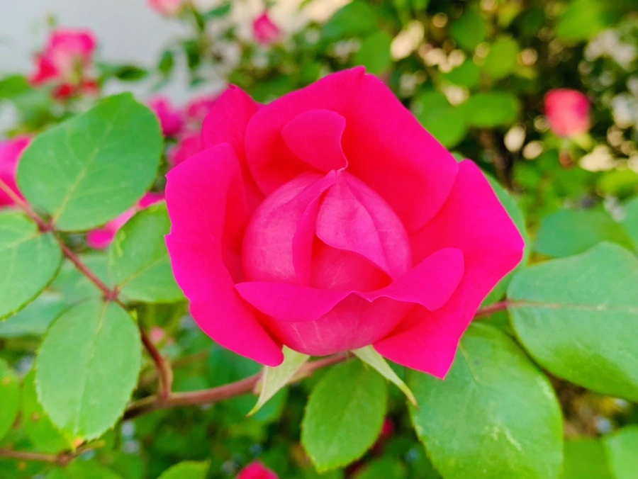 IMG_4061.jpg?type=w966