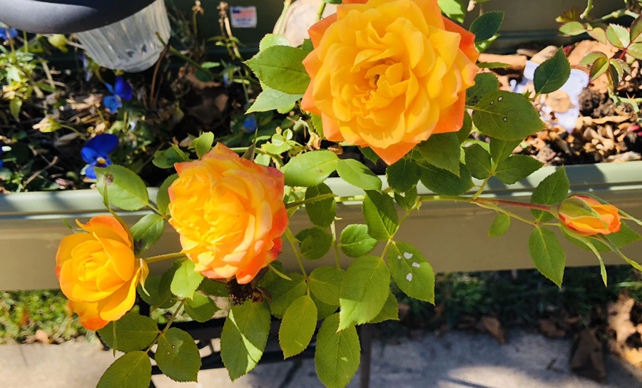 IMG_0909.jpg?type=w966