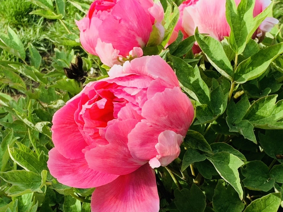 IMG_6686.jpg?type=w966