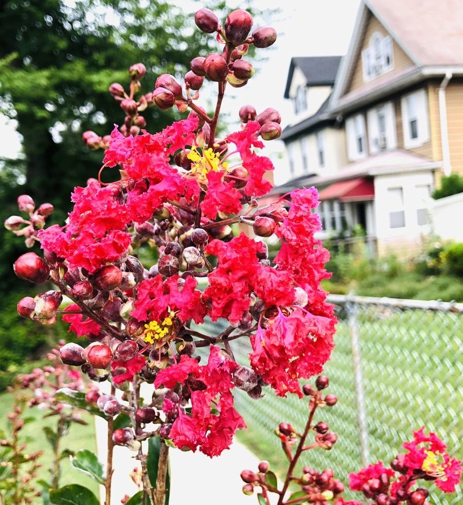 IMG_4144.jpg?type=w966