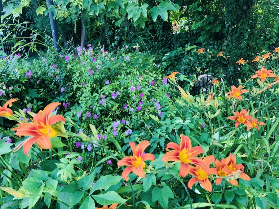 IMG_0009.jpg?type=w966