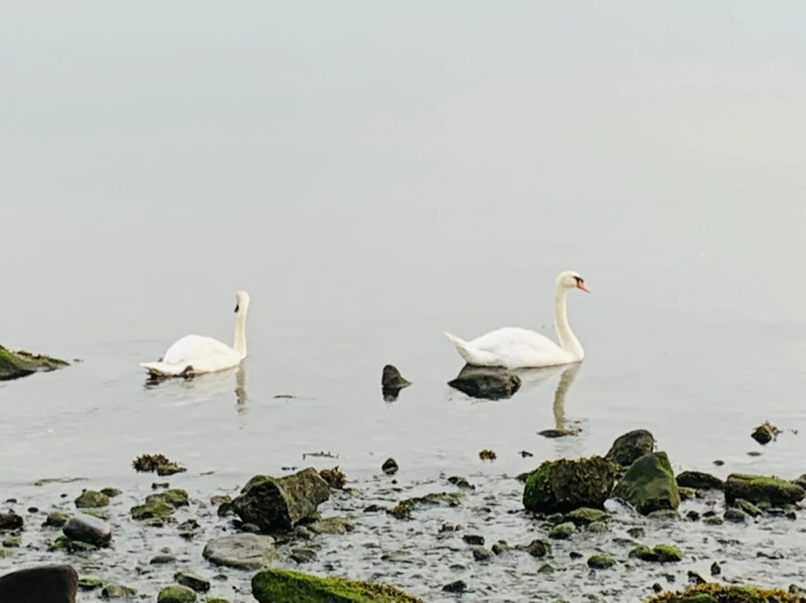 IMG_6460.jpg?type=w966