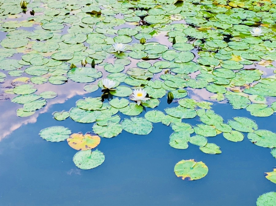 IMG_0421.jpg?type=w966